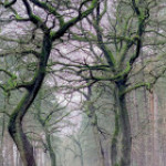 afbeelding van L.hor_174966