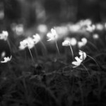 afbeelding van liesbethvanderwerf