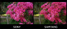 Sony FE 85mm f/1.4 GM versus Samyang 85MM F/1.4 AF Sony FE