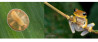 Macrofotografie in de Amazone