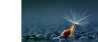 De mooiste macro foto's van 2015 op 500px