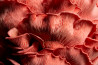 World Food Photography Awards open voor inzending