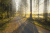 Workshop Photoshop | Lichtstralen in het bos