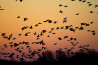 Vogeltrek fotograferen: beste plekken in Europa