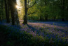 Lente fotografie: zo vang je licht en kleur