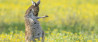 The Nikon comedy wildlife award is open voor inzendingen