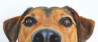 Doe mee met de nieuwe weekopdracht 'Huisdier'. Zend je foto in en win!