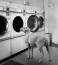 Preview Justin Dingwall - Schapen in het alledaagse