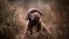 Begin je dag goed met finalisten van de Dog Photographer of the Year wedstrijd