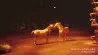 Nan Goldin & Pictures for Purpose organiseren geldinzamelingsactie voor dieren in Gaza