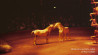 Nan Goldin & Pictures for Purpose organiseren geldinzamelingsactie voor dieren in Gaza