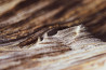 Macro landschapsfotografie: van detail naar beeld