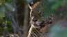 Behind te scenes bij Planet Earth II 