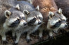 Wasberen familie verstoort bruidsfoto