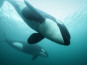 Nederlands succes bij Underwater Photographer of the Year