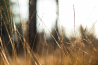 Eerste testfoto's Nikon AF-S NIKKOR 105mm f/1.4E ED