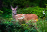 Trends in natuurfotografie in 2026