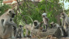 Camera's verborgen in robot-dieren