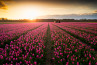 In de Spotlight: Good ol' Dutch Tulips van Vincent Fennis