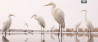 MustSee: Panasonic GH4 4K-video