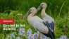 Wildlifefotografie zonder verre reizen