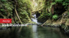 Hoh Rainforest: Een kathedraal van mos en stilte