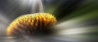Spotlight van de week #27| DIGIFOTO Pro Gallery