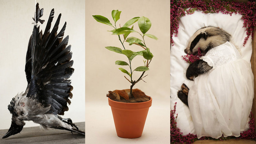 Roadkill als kunst: schokkend maar ook mooi