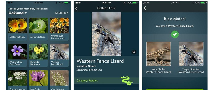 App herkent planten en dieren