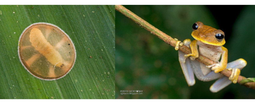 Macrofotografie in de Amazone