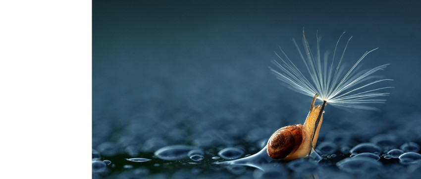 De mooiste macro foto's van 2015 op 500px
