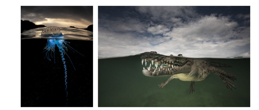 Bijzondere onder/bovenwaterfoto's van Matty Smith