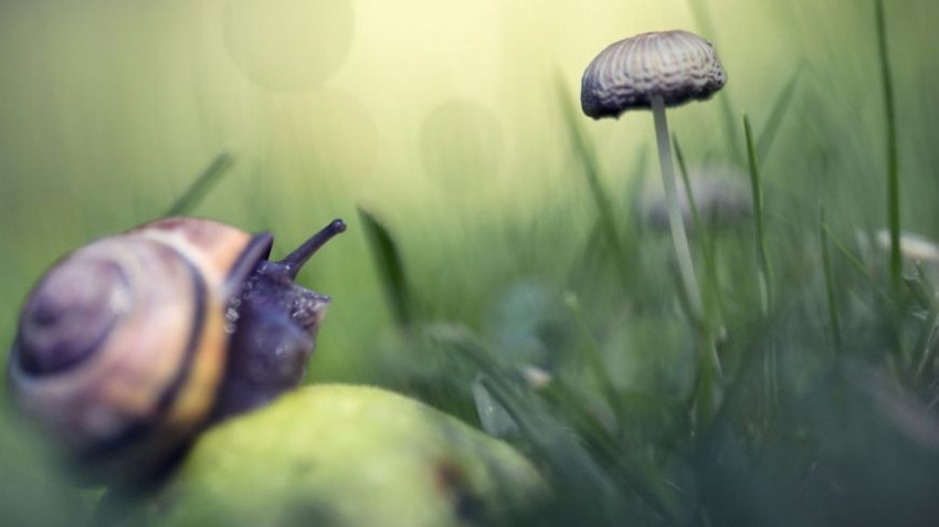 DIGIFOTO Challenge September: Macro