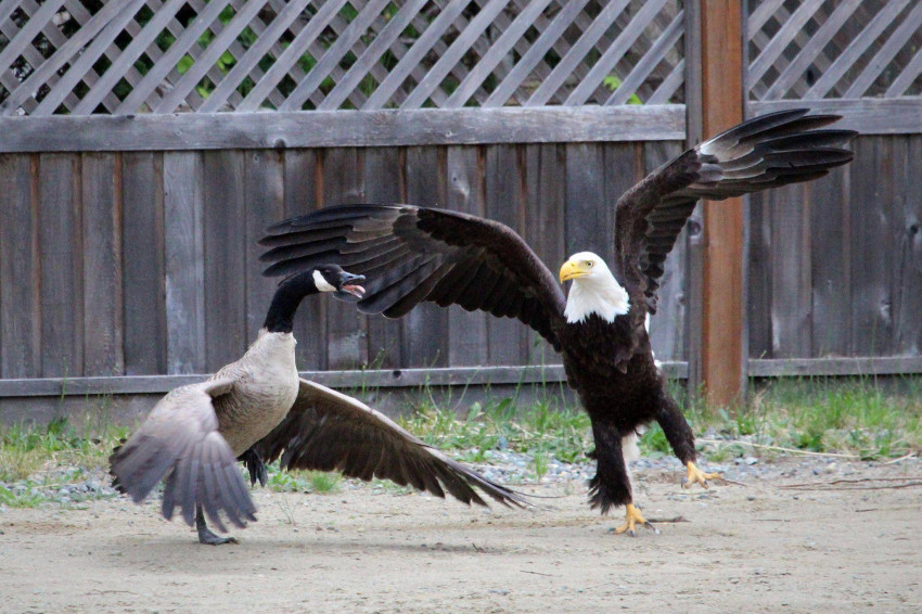 Gevecht tussen Amerikaanse zeearend en Canadese gans