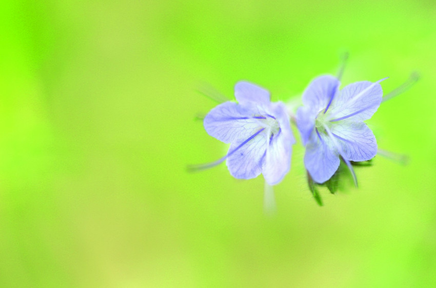 SIGMA 70mm f/2.8 DG Macro ART