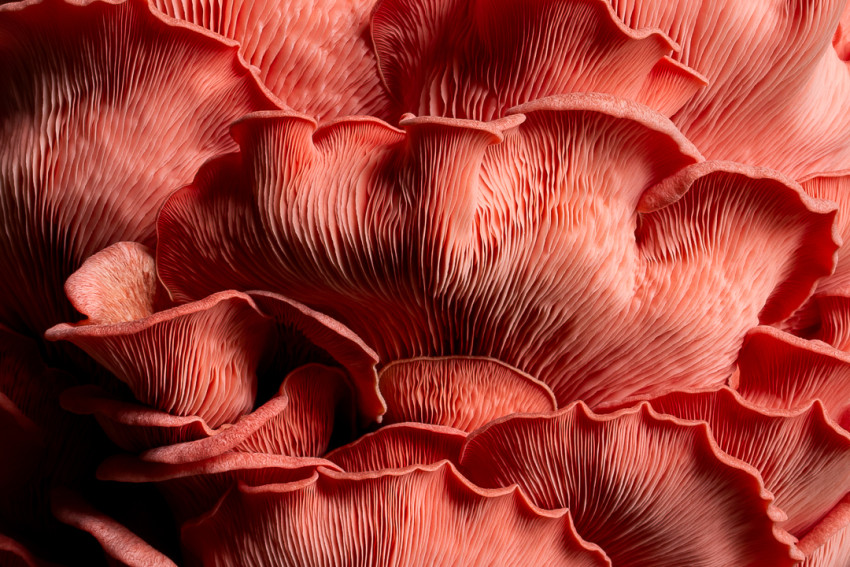 World Food Photography Awards open voor inzending