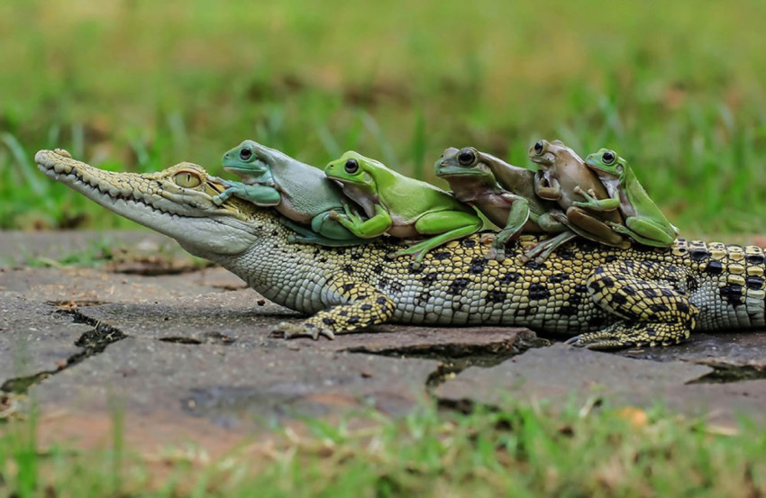 Kikkers liften mee op krokodil