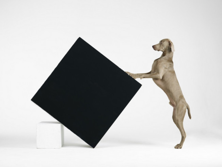 Expositie Being Human van William Wegman houdt ons een spiegel voor