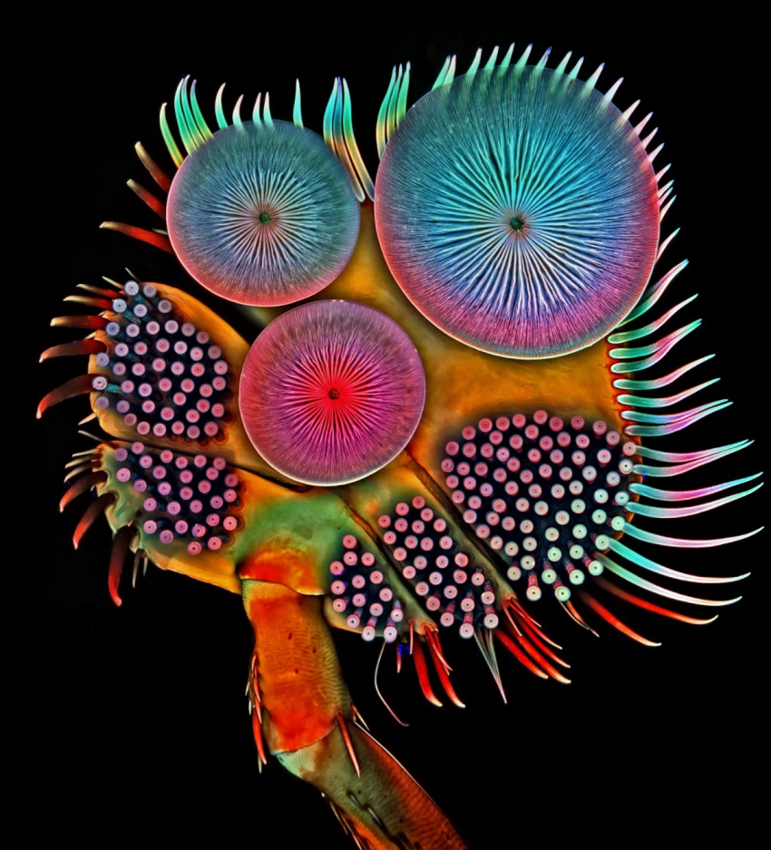 Indrukwekkend: winnaars Nikon Small World fotowedstrijd