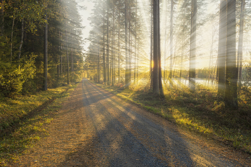 Workshop Photoshop | Lichtstralen in het bos