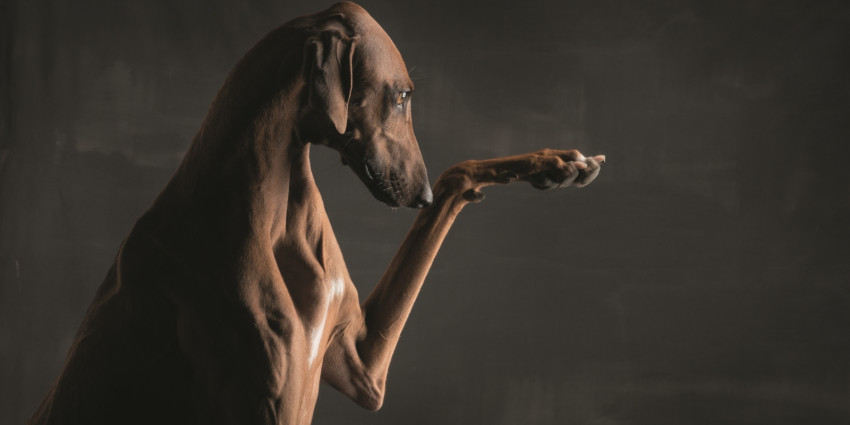 Interview Paul Croes: de hond als kunstwerk