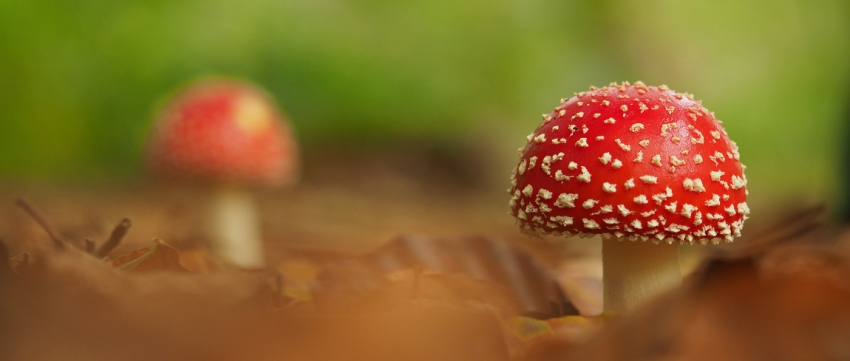 TERUGBLIK: Macrofotograaf Astrid Brouwers; op zoek naar de gouden gloed