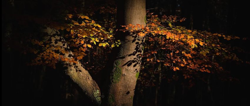 De Gouden Herfst van Albert Dros