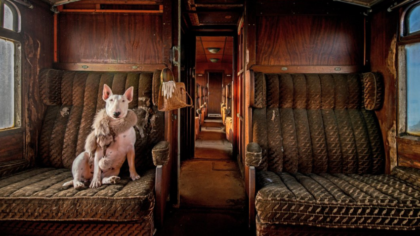 Nederlands succes bij de Smithsonian Photo Contest