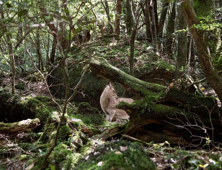 Verhalende fotografie als spirituele pelgrimage