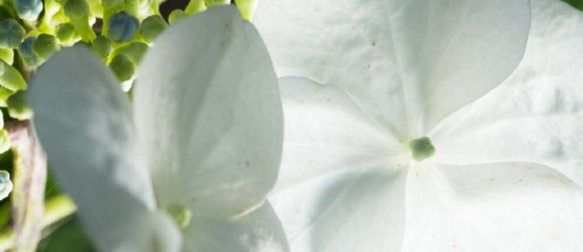 Fotofair 2021 uitgelicht: masterclass macrofotografie voor starters