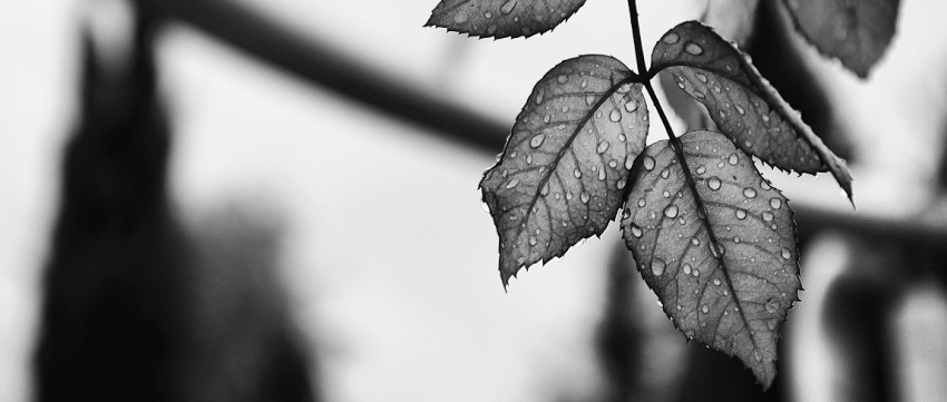 5 prachtige zwart-wit foto's uit de lezersgallery