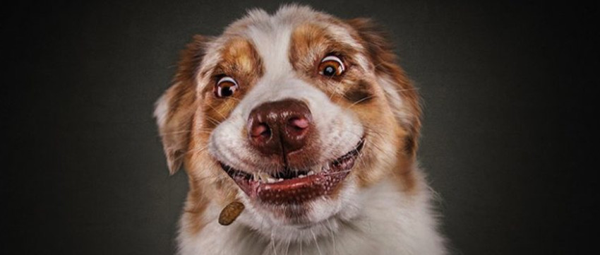 Hilarische honden vangen koekjes