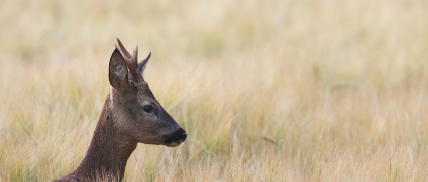 Winnaar fotowedstrijd Wildlife 