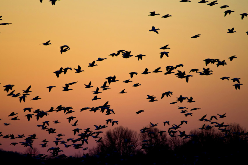 Vogeltrek fotograferen: beste plekken in Europa